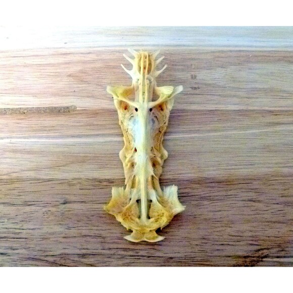 Postcard crucifix fish gaff top sailcat religious jesus christ cross - Picture 2 of 6